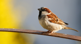 HIS EYE IS ON THE SPARROW