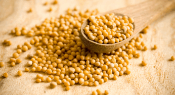 Faith the Size of a Mustard Seed